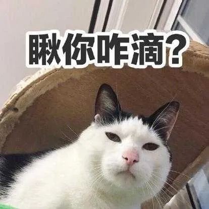 【案例速递】“猫狗大战”主人们对簿公堂 法官调解双方化干戈为玉帛