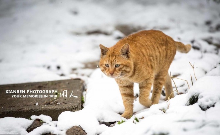 北京惊现流浪猫豪宅保安大叔添水居民点外卖云投喂太有爱了