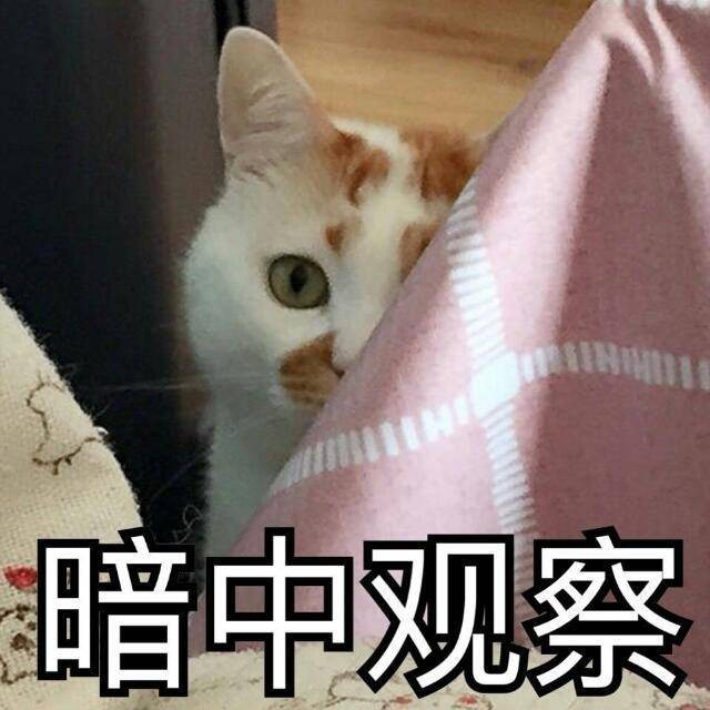 猫咪离家出走后，还会想念主人吗？