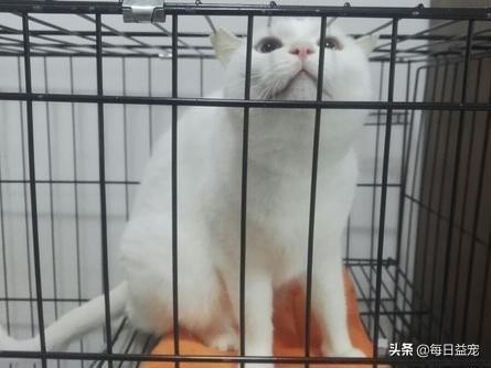 猫咪长期关在笼子里的7大坏处