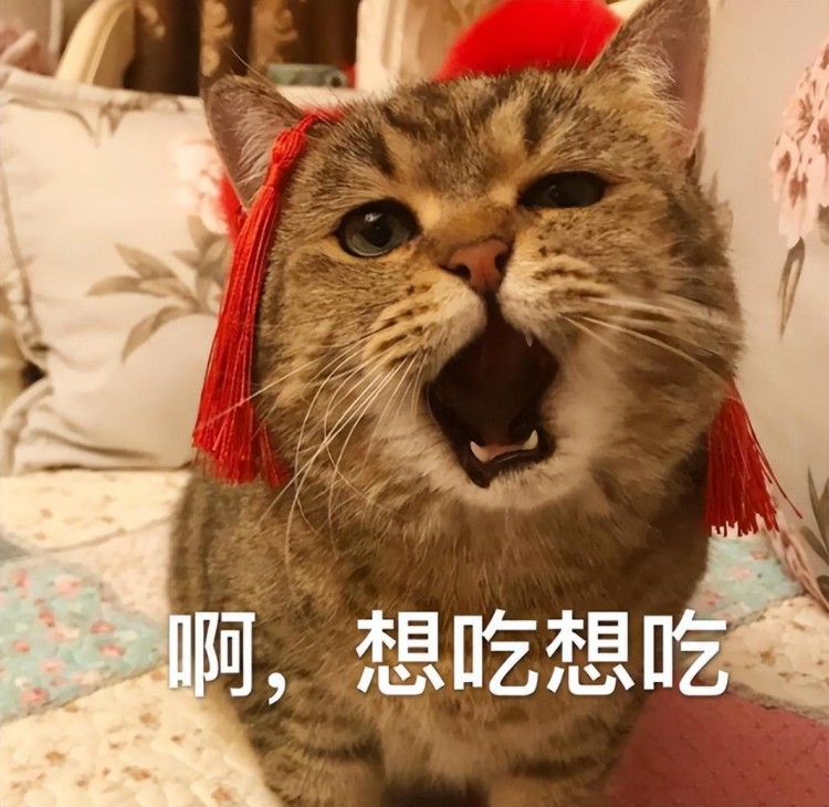 怎样挑选优质猫粮？猫咪吃什么猫粮好？