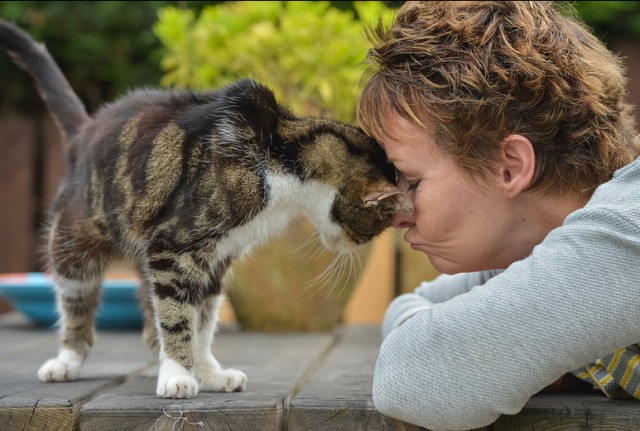 猫咪临终前的几个愿望希望你能满足它！