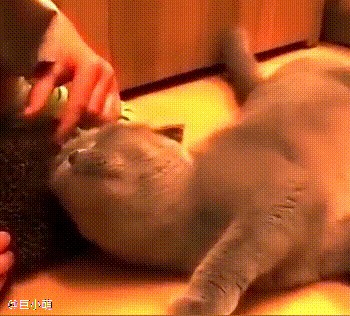 主人给猫咪带来了一只刺猬猫咪没有抗拒还喜欢用脑袋往刺上蹭