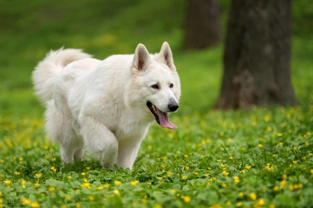 白色瑞士牧羊犬的由来是怎样的它忠诚专一也是德牧的一种