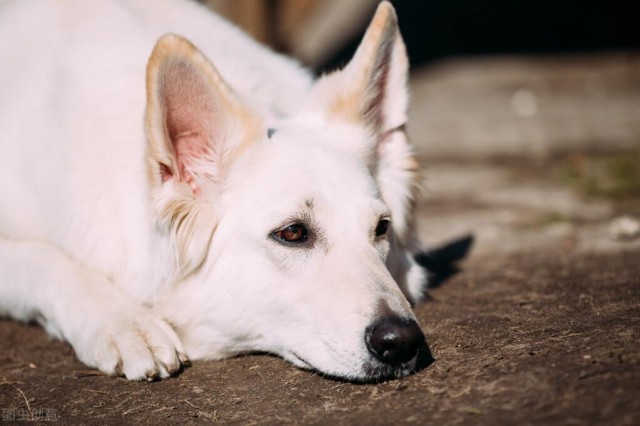 白色瑞士牧羊犬的由来是怎样的它忠诚专一也是德牧的一种