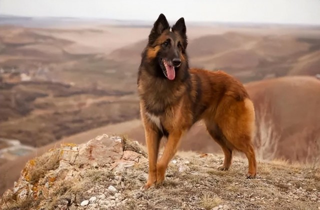 德牧的替身！智商排名14的标杆犬种——比利时特伏丹犬