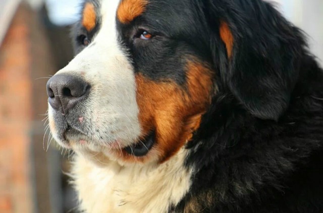 谁说大狗不适合城市生活伯恩山犬告诉你我也能当城里人