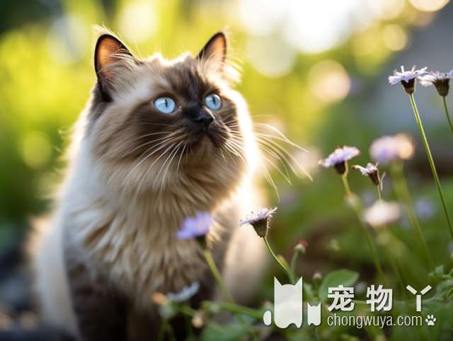 上海誉宠猫狗领养馆：你是否想知道这些小猫咪日子过得有多舒服？